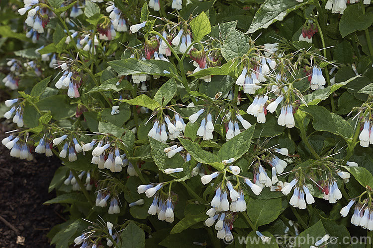 Symphytum grandiflorum, an early spring-flowering. European perennial that spreads to form a dense, ground-covering mat. The flowers are nectar-rich and are often damaged by bumble bees that cut the flowers to get to the nectaries they cannot otherwise reach. symphytum-2299htm'>Symphytum.