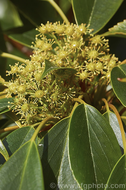 Wheel. Tree (<i>Trochodendron aralioides</i>) in flower. This evergreen shrub or small tree can grow to as much as 20m tall It is native to Japan, southern Korea and Taiwan and is notable for its reddish bronze new growth and its yellow-green flowers which have no petals but are nonetheless conspicuous because of the spoke-like arrangement of the stamens around a central hub of carpels. trochodendron-3373htm'>Trochodendron. <a href='trochodendraceae-plant-family-photoshtml'>Trochodendraceae</a>.