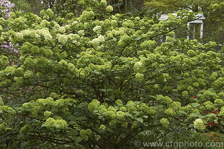 Japanese Snowball (<i>Viburnum plicatum</i>) starting to flower. This 3m tall, deciduous, spring-flowering shrub is native to Japan and China. Red berries, ripening to black, follow the flower heads, which are green on first opening, mature to white and may develop pink tones with age. viburnum-2081htm'>Viburnum.. viburnum-2081htm'>Viburnum. <a href='adoxaceae-plant-family-photoshtml'>Adoxaceae</a>.