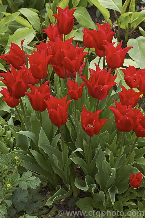 Tulipa 'Red Shine' (<i>Category 6 x Lily-flowered</i>), a 40-60cm (14-24in</i>) tall tulip with deep cherry red flowers with great purity of colour. It was introduced in 1955. Order: Liliales, Family: Liliaceae