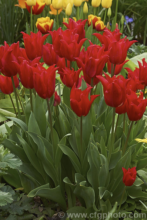 Tulipa 'Red Shine' (<i>Category 6 x Lily-flowered</i>), a 40-60cm (14-24in</i>) tall tulip with deep cherry red flowers with great purity of colour. It was introduced in 1955. Order: Liliales, Family: Liliaceae