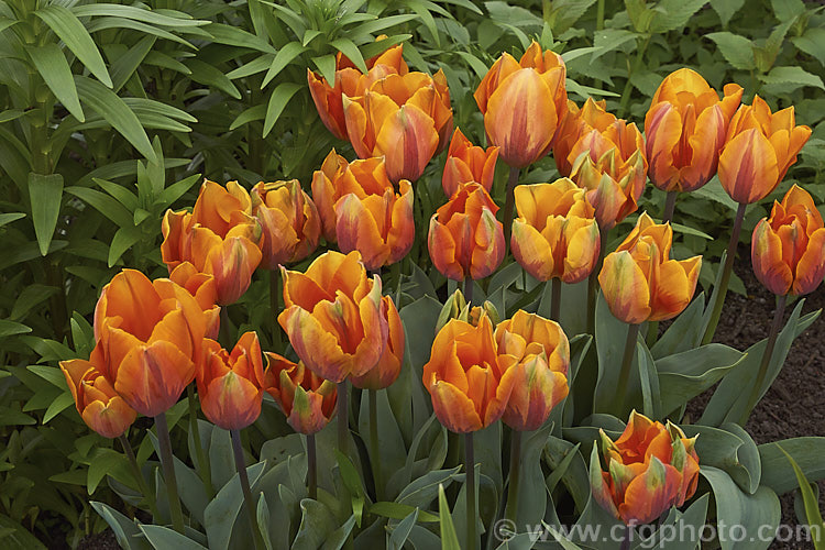 Tulipa 'Princess Irene' (<i>Syn 'Prinses. Irene') (<i>Category 1 x Single. Early [sometimes listed as Cat 3 x Triumph]), a 35cm (14in</i>) tall tulip with flowers in a distinctive combination of burgundy to light purple and orange. Order: Liliales, Family: Liliaceae