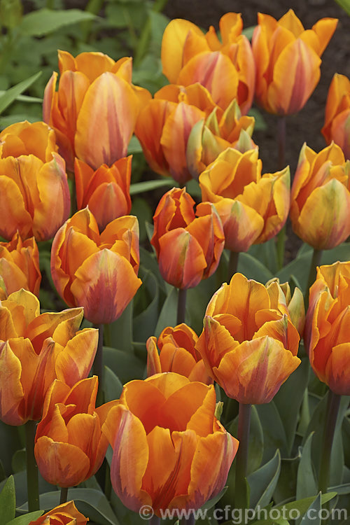 Tulipa 'Princess Irene' (<i>Syn 'Prinses. Irene') (<i>Category 1 x Single. Early [sometimes listed as Cat 3 x Triumph]), a 35cm (14in</i>) tall tulip with flowers in a distinctive combination of burgundy to light purple and orange. Order: Liliales, Family: Liliaceae