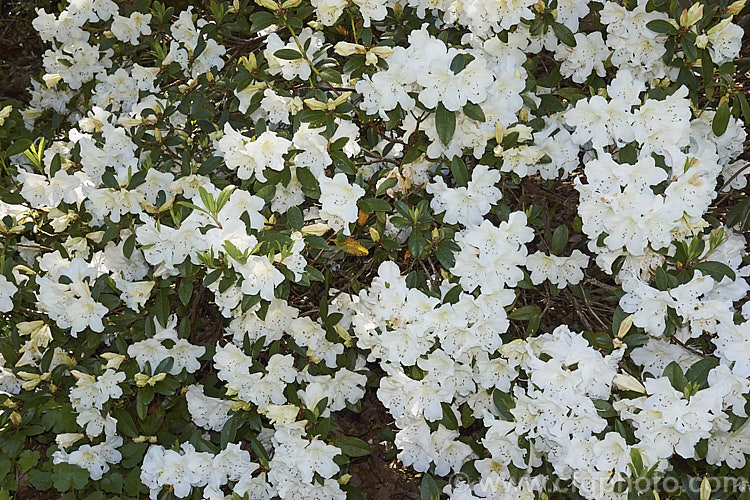 Rhododendron dendricola, a maddenii series rhododendron native to the highlands of Burma (<i>Myanmar</i>). Its white flowers open from pink tinted buds and are very faintly scented. This evergreen shrub can grow o over 2m tall
