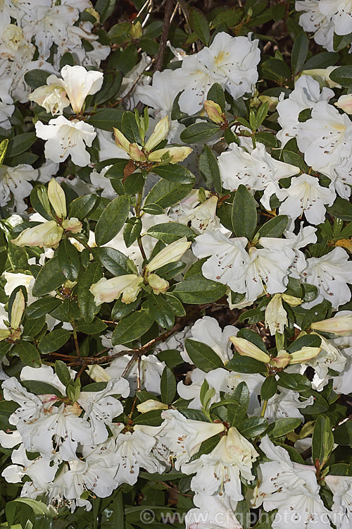 Rhododendron dendricola, a maddenii series rhododendron native to the highlands of Burma (<i>Myanmar</i>). Its white flowers open from pink tinted buds and are very faintly scented. This evergreen shrub can grow o over 2m tall