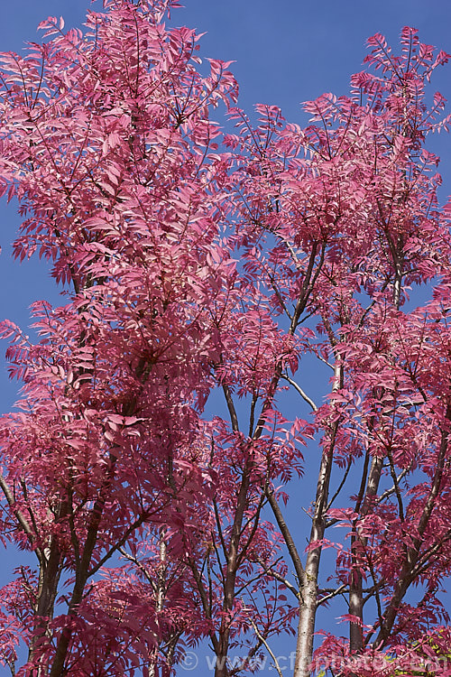 The vivid spring foliage of the Toon Tree (<i>Toona sinensis [syn. Cedrela sinensis]), a white-flowered deciduous. Chinese tree up to 20m tall Its most striking feature is its bright pink new spring growth, seen here at its most colourful. Order: Sapindales, Family: Meliaceae