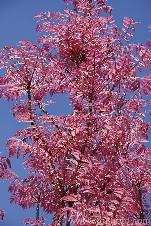 The vivid spring foliage of the Toon Tree (<i>Toona sinensis [syn. Cedrela sinensis]), a white-flowered deciduous. Chinese tree up to 20m tall Its most striking feature is its bright pink new spring growth, seen here at its most colourful. Order: Sapindales, Family: Meliaceae