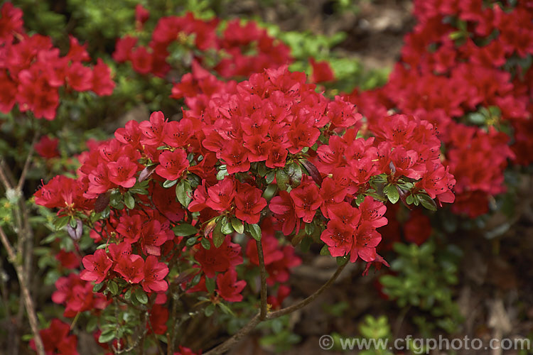 Rhododendron (evergreen azalea</i>) 'Ward's Ruby', among the deepest red evergreen azaleas, this Kurume hybrid is a Domoto Brothers introduction from around 1920. It is less hardy than most. Kurume azaleas