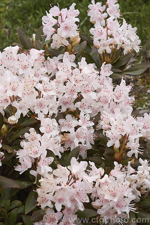 Rhododendron hanceanum - Pink Form, a naturally occurring pale pink to white-flowered form of a normally primrose yellow-flowered, low-growing species native to Szechwan, China where it occurs at elevations up to 4000m. This pink form is very similar to the plant sold as 'Canton. Consul', a reference to HF. Hance (1827-86), who was the British Consul in Canton and after whom the species is named
