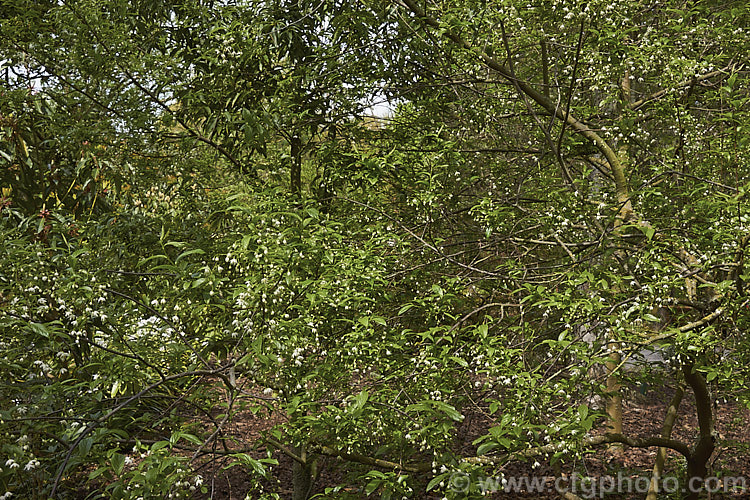 Sinojackia rehderiana, a small deciduous tree of the Styrax family. Native to China, it bears its open open racemes of small white flowers in spring. The leaves have finely serrated edges. sinojackia-3312htm'>Sinojackia. <a href='styracaceae-plant-family-photoshtml'>Styracaceae</a>.