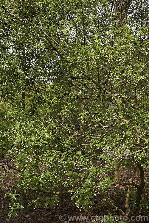 Sinojackia rehderiana, a small deciduous tree of the Styrax family. Native to China, it bears its open open racemes of small white flowers in spring. The leaves have finely serrated edges. sinojackia-3312htm'>Sinojackia. <a href='styracaceae-plant-family-photoshtml'>Styracaceae</a>.