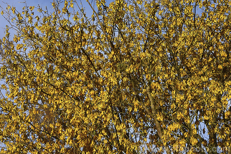 Kowhai (<i>Sophora tetraptera</i>), a briefly deciduous tree from New Zealand andChile. Its flowers are rich in nectar, appear from late winter into spring (as the foliage drops</i>) and are a New Zealand national symbol <span style='color:red'>Note:</span> this image includes slight blurring in patches due to steam coming off hot rocks after a thunderstorm. sophora-2142htm'>Sophora.