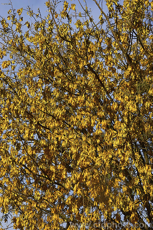 Kowhai (<i>Sophora tetraptera</i>), a briefly deciduous tree from New Zealand andChile. Its flowers are rich in nectar, appear from late winter into spring (as the foliage drops</i>) and are a New Zealand national symbol <span style='color:red'>Note:</span> this image includes slight blurring in patches due to steam coming off hot rocks after a thunderstorm. sophora-2142htm'>Sophora.