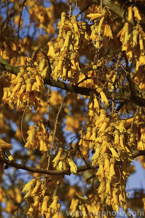 Kowhai (<i>Sophora tetraptera</i>), a briefly deciduous tree from New Zealand andChile. Its flowers are rich in nectar, appear from late winter into spring (as the foliage drops</i>) and are a New Zealand national symbol. sophora-2142htm'>Sophora.