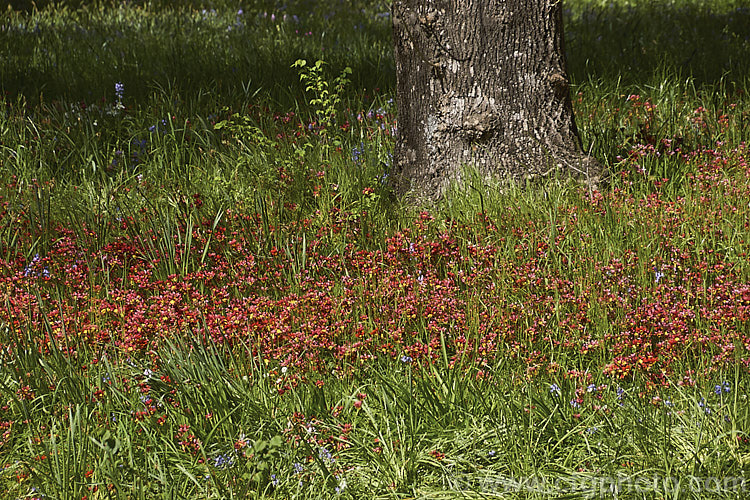 Sparaxis tricolor naturalised in a grassy meadow with spring bulbs. This South African corm blooms from late winter into spring. Its flowers occur in several colours and it will naturalise in suitably mild climates. sparaxis-2499htm'>Sparaxis.
