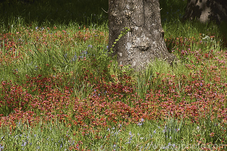 Sparaxis tricolor naturalised in a grassy meadow with spring bulbs. This South African corm blooms from late winter into spring. Its flowers occur in several colours and it will naturalise in suitably mild climates. sparaxis-2499htm'>Sparaxis.