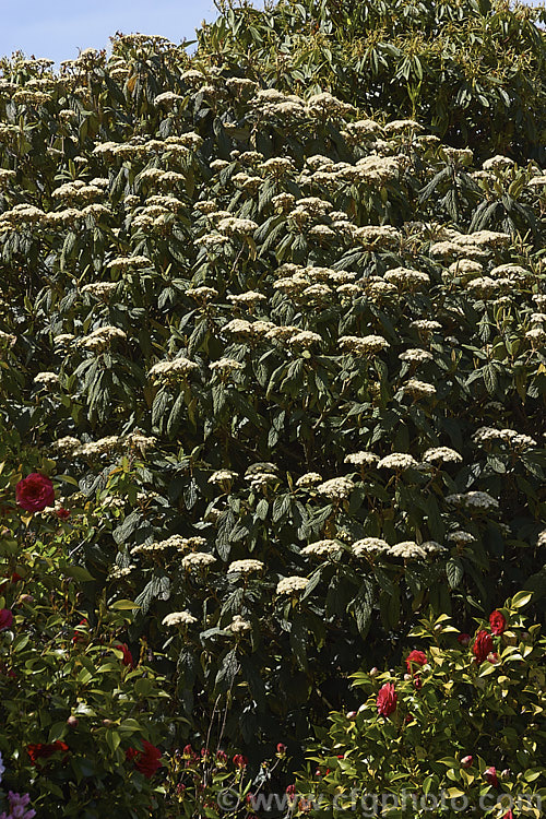 Viburnum rhytidophyllum, an evergreen shrub from central and western China that grows to around 6 m high. The distinctive rugose foliage has a tan indumentum on the underside. It is shown here in mid-spring, just as the flower buds are opening. viburnum-2081htm'>Viburnum.. viburnum-2081htm'>Viburnum. <a href='adoxaceae-plant-family-photoshtml'>Adoxaceae</a>.
