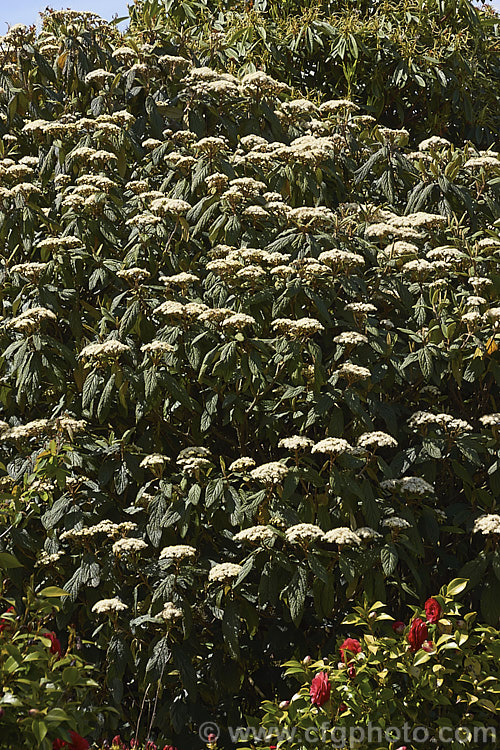 Viburnum rhytidophyllum, an evergreen shrub from central and western China that grows to around 6 m high. The distinctive rugose foliage has a tan indumentum on the underside. It is shown here in mid-spring, just as the flower buds are opening. viburnum-2081htm'>Viburnum.. viburnum-2081htm'>Viburnum. <a href='adoxaceae-plant-family-photoshtml'>Adoxaceae</a>.