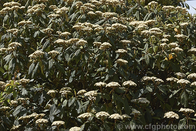 Viburnum rhytidophyllum, an evergreen shrub from central and western China that grows to around 6 m high. The distinctive rugose foliage has a tan indumentum on the underside. It is shown here in mid-spring, just as the flower buds are opening. viburnum-2081htm'>Viburnum.. viburnum-2081htm'>Viburnum. <a href='adoxaceae-plant-family-photoshtml'>Adoxaceae</a>.