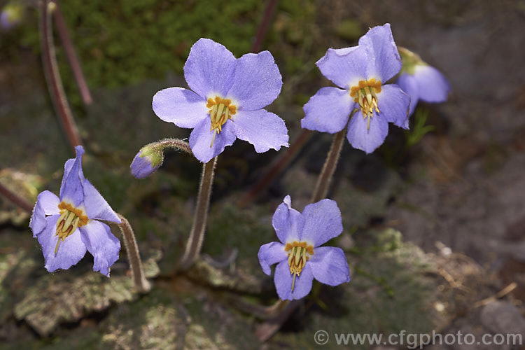 Pyrenean Violet or Rosette. Mullein (<i>Ramonda myconi</i>), a spring-flowering perennial of the African Violet family (<i>Gesneriaceae</i>) found in the Pyrenees and northern Spain. In cultivation it is usually grown as a rockery crevice plant or in alpine houses. Order: Lamiales, Family: Gesneriaceae