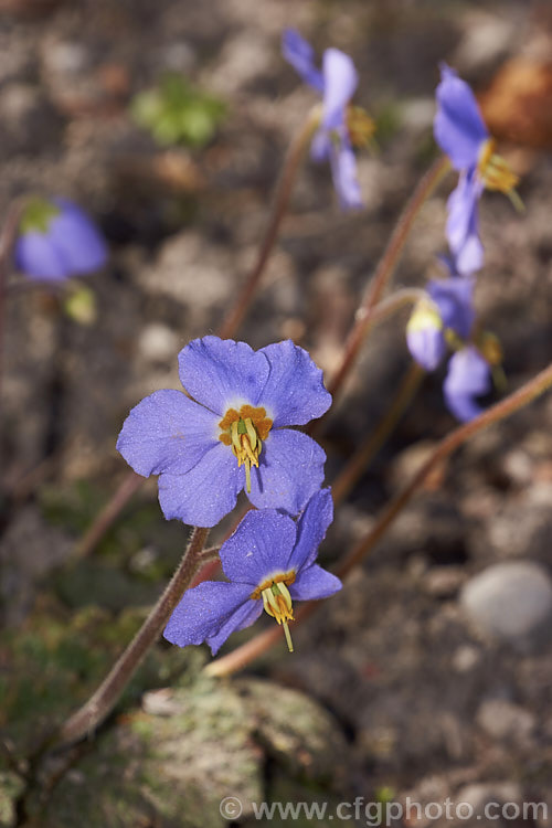 Pyrenean Violet or Rosette. Mullein (<i>Ramonda myconi</i>), a spring-flowering perennial of the African Violet family (<i>Gesneriaceae</i>) found in the Pyrenees and northern Spain. In cultivation it is usually grown as a rockery crevice plant or in alpine houses. Order: Lamiales, Family: Gesneriaceae
