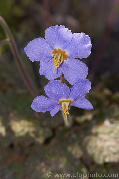Pyrenean Violet or Rosette. Mullein (<i>Ramonda myconi</i>), a spring-flowering perennial of the African Violet family (<i>Gesneriaceae</i>) found in the Pyrenees and northern Spain. In cultivation it is usually grown as a rockery crevice plant or in alpine houses. Order: Lamiales, Family: Gesneriaceae