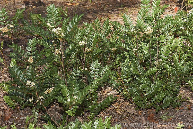 Sorbus reducta, a spreading, suckering, deciduous 30cm-15m high shrub native to western China and Burma. Its small spring-borne heads of tiny white flowers are followed by clusters of equally small carmine-red berries. sorbus-2143htm'>Sorbus.