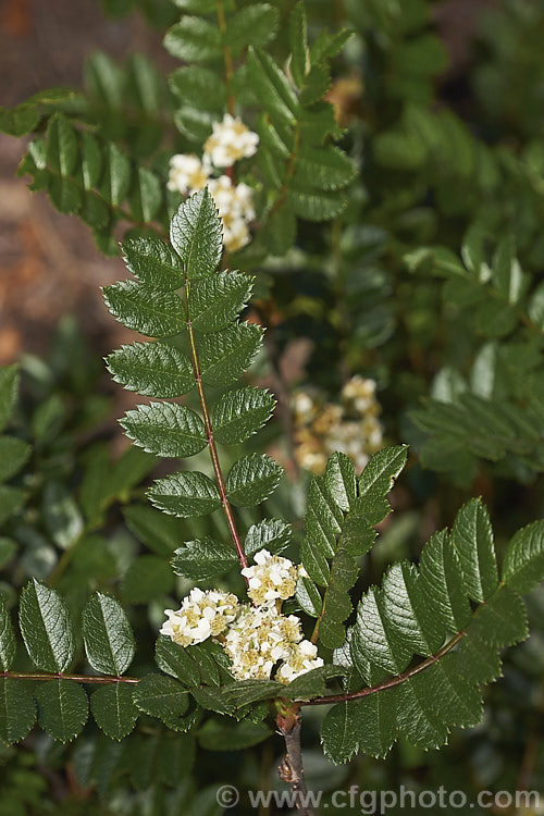 Sorbus reducta, a spreading, suckering, deciduous 30cm-15m high shrub native to western China and Burma. Its small spring-borne heads of tiny white flowers are followed by clusters of equally small carmine-red berries. sorbus-2143htm'>Sorbus.