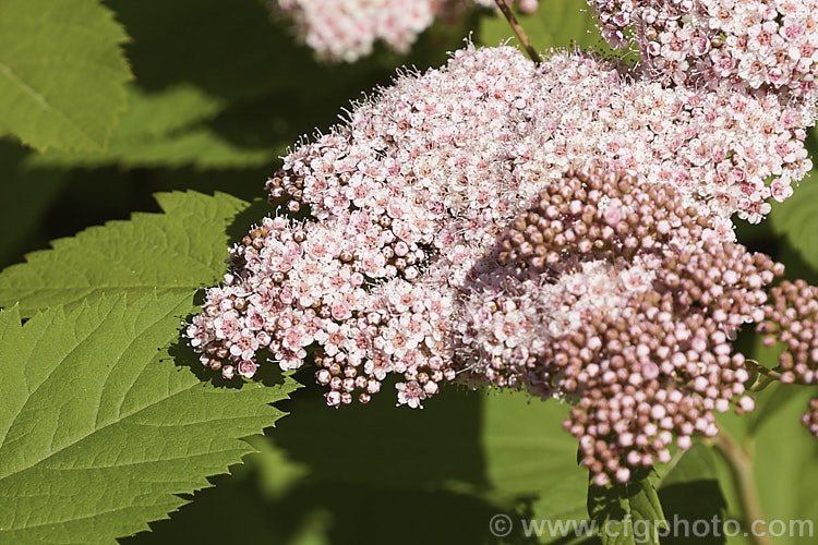 Spiraea miyabei, a spring-flowering, 1-2m high and wide deciduous shrub native to China and Japan. The tiny flowers may be creamy white or pink and are crowded in dense heads. spiraea-3326htm'>Spiraea.