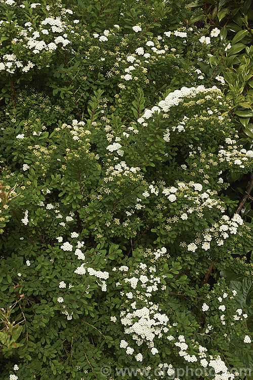 Snowmound. Spirea (<i>Spiraea nipponica 'Snowmound'), a heavy-blooming cultivar of a spring-flowering deciduous shrub native to Japan. It grows 18m high and wide. The flowers are typically white but often have a faint pink flush. spiraea-3326htm'>Spiraea.
