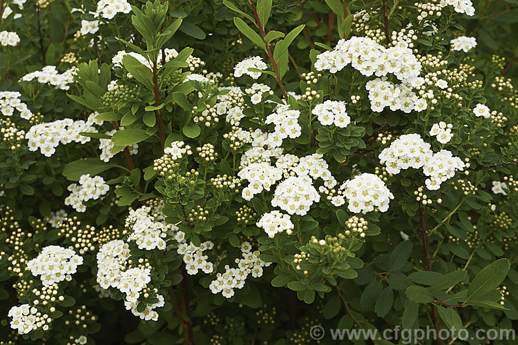 Snowmound. Spirea (<i>Spiraea nipponica 'Snowmound'), a heavy-blooming cultivar of a spring-flowering deciduous shrub native to Japan. It grows 18m high and wide. The flowers are typically white but often have a faint pink flush. spiraea-3326htm'>Spiraea.