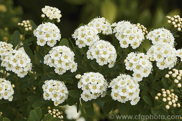 Snowmound. Spirea (<i>Spiraea nipponica 'Snowmound'), a heavy-blooming cultivar of a spring-flowering deciduous shrub native to Japan. It grows 18m high and wide. The flowers are typically white but often have a faint pink flush. spiraea-3326htm'>Spiraea.
