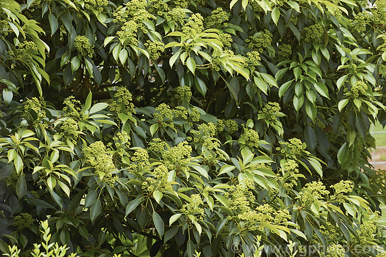 Wheel. Tree (<i>Trochodendron aralioides</i>), an evergreen shrub or small tree that can grow to as much as 20m tall It is native to Japan, southern Korea and Taiwan and is notable for its reddish bronze new growth and its yellow-green flowers which have no petals but are nonetheless conspicuous because of the spoke-like arrangement of the stamens around a central hub of carpels. trochodendron-3373htm'>Trochodendron. <a href='trochodendraceae-plant-family-photoshtml'>Trochodendraceae</a>.