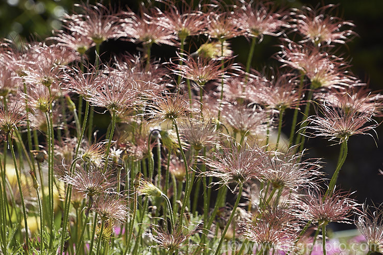 The seedheads of the Pasque. Flower (<i>Pulsatilla vulgaris</i>), a popular spring-flowering rockery perennial that occurs naturally over much of northern Europe from Britain to Siberia. The flowers occur mainly in mauve to purple shades, but garden cultivars extend the colour range to include white, pink and red. pulsatilla-2767htm'>Pulsatilla.