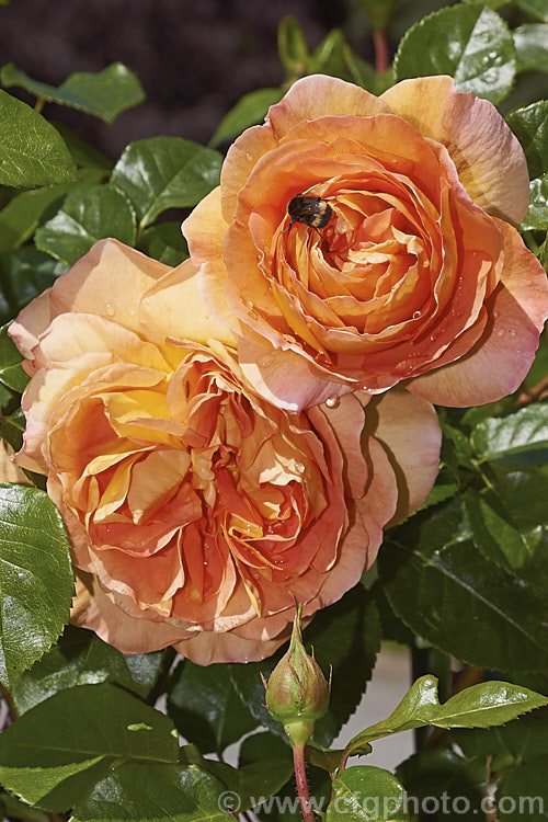 Rosa 'Pat. Austin' ('Graham. Thomas' x 'Abraham Darby'), an English Shrub Rose raised by David Austin of England in 1995. It is usually quite compact and the flowers are fragrant. Order: Rosales, Family: Rosaceae