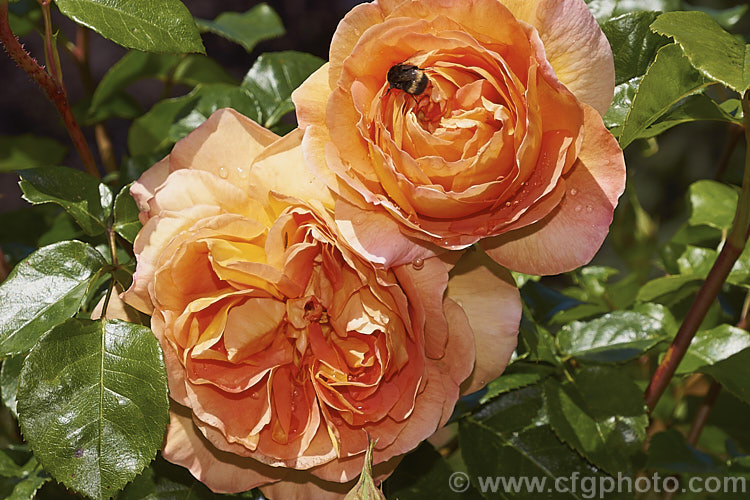 Rosa 'Pat. Austin' ('Graham. Thomas' x 'Abraham Darby'), an English Shrub Rose raised by David Austin of England in 1995. It is usually quite compact and the flowers are fragrant. Order: Rosales, Family: Rosaceae