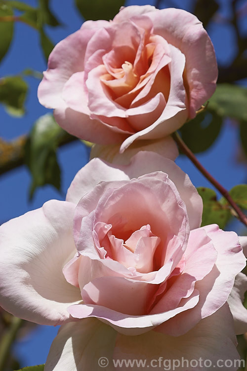 Rosa 'Michèle Meilland' — climbing (sport of 'Michèle Meilland'), a mildly scented. Large-flowered (<i>Hybrid Tea</i>) climber introduced by Meilland of France in 1951. Order: Rosales, Family: Rosaceae