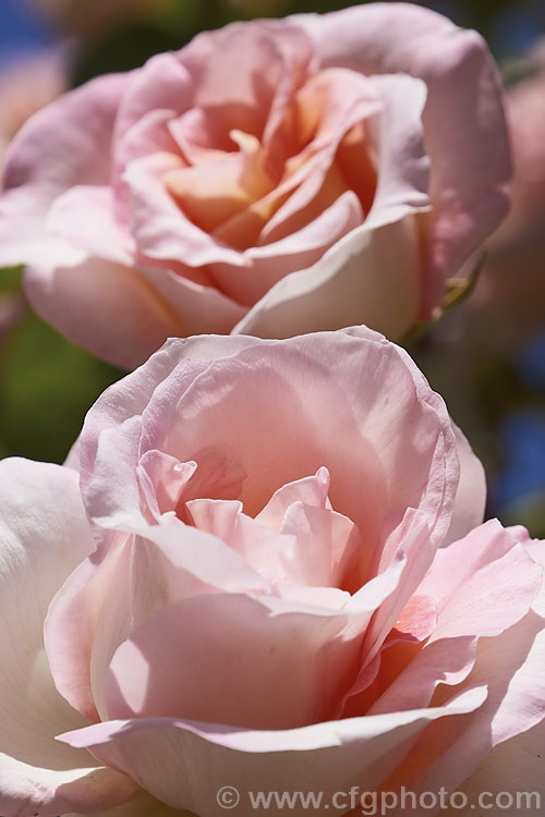 Rosa 'Michèle Meilland' — climbing (sport of 'Michèle Meilland'), a mildly scented. Large-flowered (<i>Hybrid Tea</i>) climber introduced by Meilland of France in 1951. Order: Rosales, Family: Rosaceae