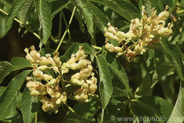 Sweet Buckeye or Yellow Buckeye (<i>Aesculus flava</i>), a North American tree that can grow to over 25m tall. The fruit is a hard brown nut in a smooth case. Order Sapindales, Family: Sapindaceae