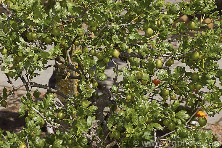 Gooseberry (<i>Ribes uva-crispa</i>), a thorny-stemmed deciduous shrub found in various forms from northeastern Europe to North Africa. It has insignificant yellow-green spring flowers that are followed by tart, bristly green fruit that redden somewhat when ripe