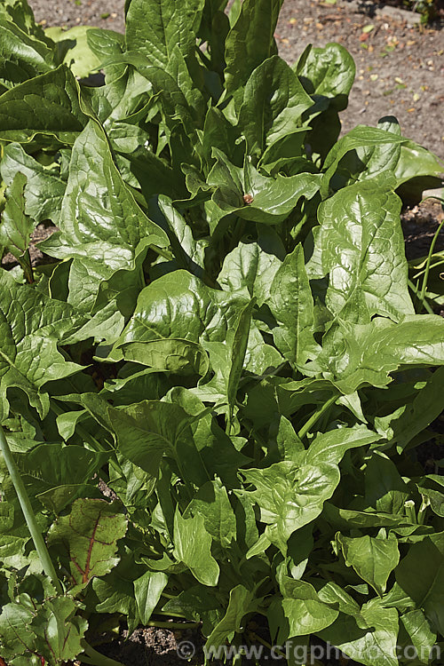 Spinach (<i>Spinacia oleracea</i>), a low, spreading, leafy annual or short-lived perennial, long cultivated but believed to have originated in central to southwestern Asia. Spinach is a very popular vegetable crop. The type shown here is a baby leaf cultivar, a style with very tender foliage that can be used raw in salads. spinacia-3325htm'>Spinacia. Order: Caryophyllales, Family: Amaranthaceae