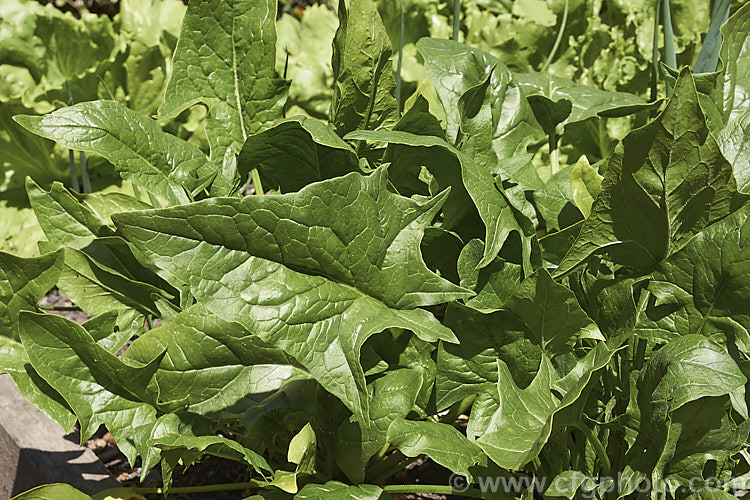Spinach (<i>Spinacia oleracea</i>), a low, spreading, leafy annual or short-lived perennial, long cultivated but believed to have originated in central to southwestern Asia. Spinach is a very popular vegetable crop. The type shown here is a baby leaf cultivar, a style with very tender foliage that can be used raw in salads. spinacia-3325htm'>Spinacia. Order: Caryophyllales, Family: Amaranthaceae