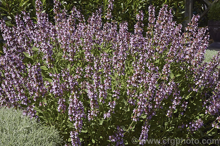 Salvia 'Murihiku Pink', a heavy-flowering New Zealand-raised sage, possibly a cultivar of Salvia officinalis. It blooms form mid-spring. Order: Lamiales, Family: Lamiaceae