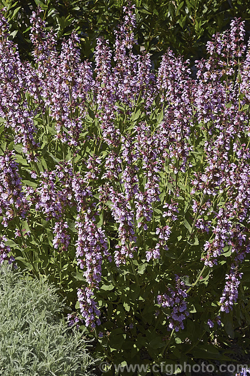 Salvia 'Murihiku Pink', a heavy-flowering New Zealand-raised sage, possibly a cultivar of Salvia officinalis. It blooms form mid-spring. Order: Lamiales, Family: Lamiaceae