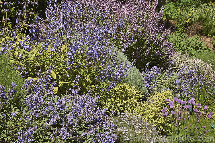 A group of plants of the genus <i>Salvia</i>. Order: Lamiales, Family: Lamiaceae