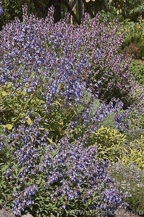 A group of sages (plants of the genus <i>Salvia</i>. Order: Lamiales, Family: Lamiaceae