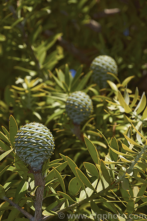 Kauri (<i>Agathis australis</i>) with immature cones. The largest New Zealand native tree, the kauri has an extremely strong, durable wood that is excellent for high grade furniture and construction. Its thick, leathery leaves and globular cones make it an attractive garden plant when young. Order: Araucariales, Family: Araucariaceae