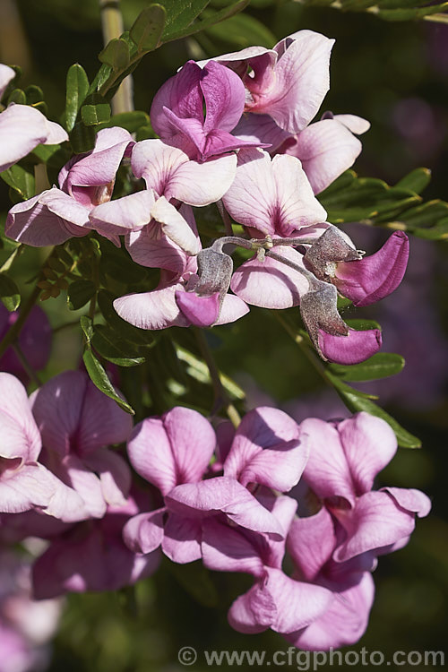 Flowers of the Keurboom (<i>Virgilia divaricata</i>), an evergreen leguminous large shrub or tree native to South Africa. The flowers, which open from spring, are pleasantly scented and range in colour from almost white to deep purple-pink. virgilia-3391htm'>Virgilia.