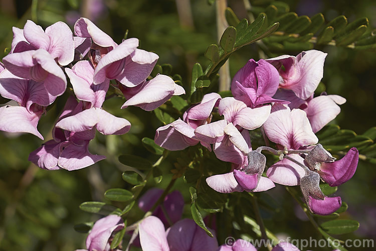 Flowers of the Keurboom (<i>Virgilia divaricata</i>), an evergreen leguminous large shrub or tree native to South Africa. The flowers, which open from spring, are pleasantly scented and range in colour from almost white to deep purple-pink. virgilia-3391htm'>Virgilia.