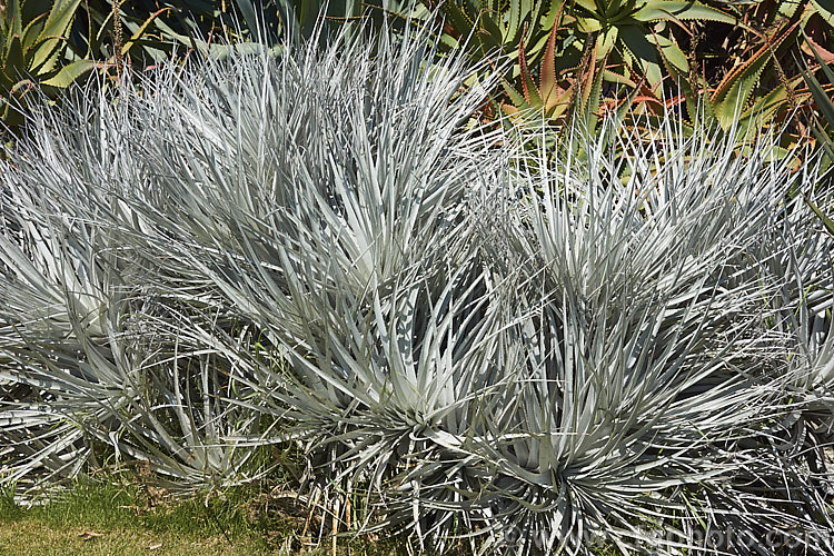 Puya venusta, a clumping terrestrial bromeliad native to Chile, where it is considered to be endangered in the wild. It blooms in summer and the flower stems are over 1m tall. The deep purple blue flowers contrast with the reddish pink of the stems and sepals. The foliage is a striking silver-grey and is edged with fierce spines